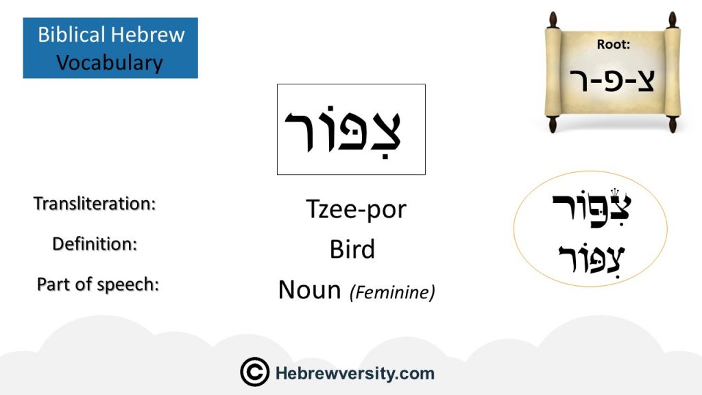 Biblical Hebrew Vocabulary List 19 - Hebrewversity