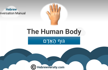 The Human Body